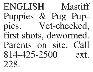 ENGLISH Mastiff Puppies & Pug  ENGLISH Mastiff Puppies & Pug Puppies. Vet-checked, first shots, dewormed. Parents on site. Call 814-425-2500 ext. 228.