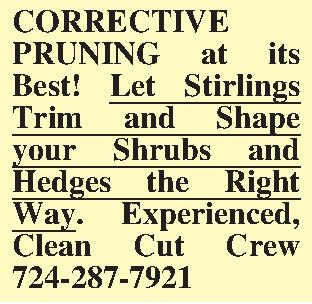 CORRECTIVE PRUNING at its Best!  CORRECTIVE PRUNING at its Best! Let Stirlings Trim and Shape your Shrubs and Hedges the Right Way. Experienced, Clean Cut Crew 724-287-7921