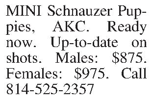 MINI Schnauzer Puppies, AKC. Ready  MINI Schnauzer Puppies, AKC. Ready now. Up-to-date on shots. Males: $875. Females: $975. Call 814-525-2357