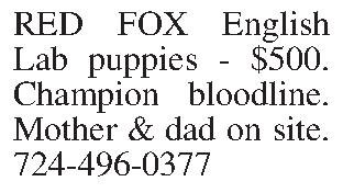 RED FOX English Lab puppies  RED FOX English Lab puppies - $500. Champion bloodline. Mother & dad on site. 724-496-0377