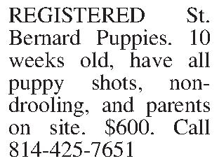 REGISTERED St. Bernard Puppies.   REGISTERED St. Bernard Puppies.  10 weeks old, have all puppy shots, non-drooling, and parents on site.  $600.  Call 814-425-7651